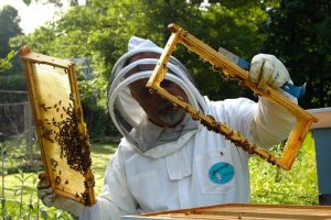 (Ελληνικά) Μελισσοκομικό Πρόγραμμα 2023 – 2027 για το Έτος 2024